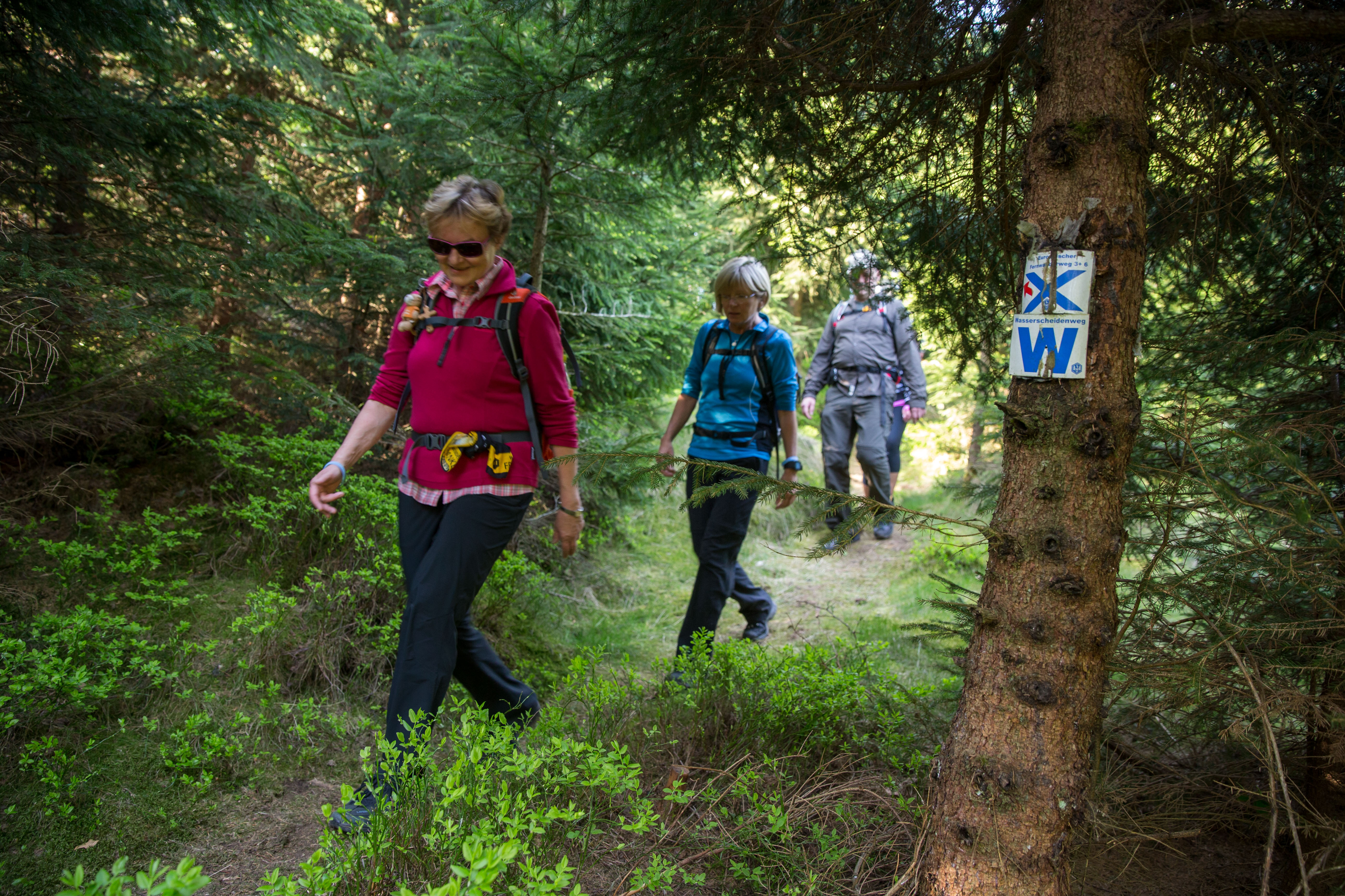 3 Damen beim Wandern durch den Wald